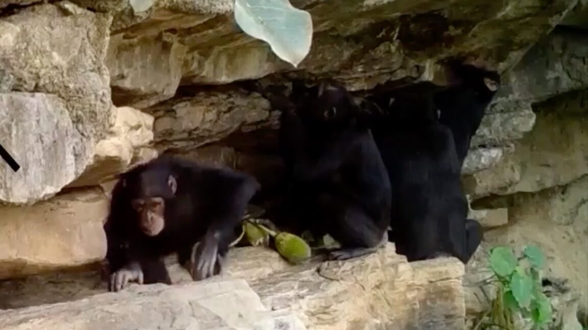 How chimps teach their kids tool tricks how chimps teach their kids tool tricks